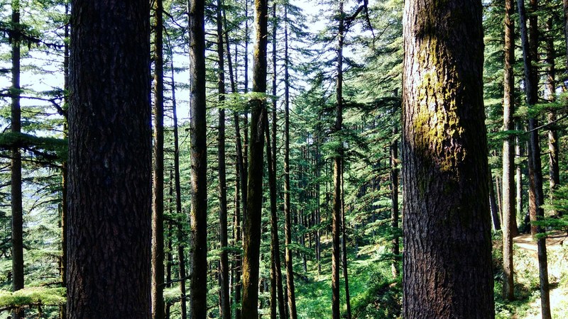 mossy tree trunks in an evergreen forest in uttarakhand, forest 4k