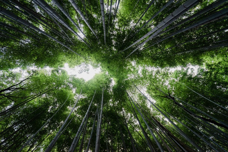 a low angle shot of a leafy canopy in a bamboo forest, bamboo forest 4k