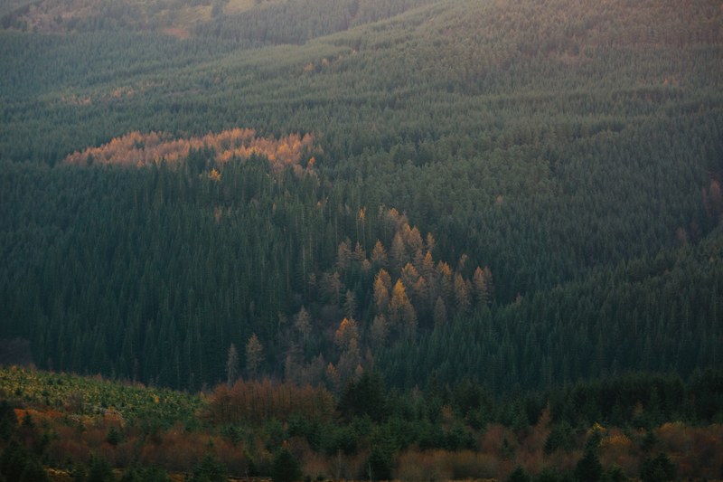 a drone shot of a green coniferous forest with patches of brown trees, brown patch in a forest 4k