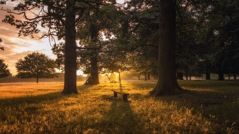 dawn, forest, bench, trees, grass, 4k