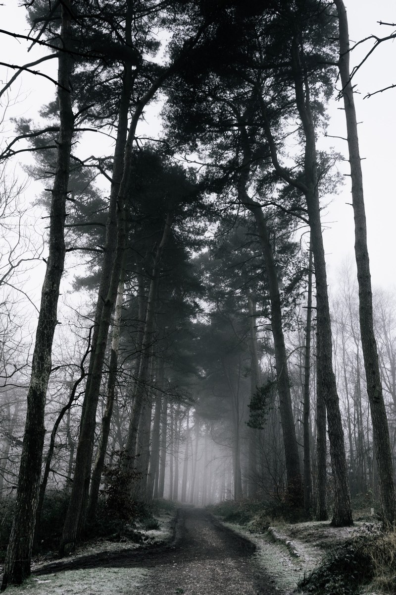 a misty tree lined path on a cloudy day, gloomy path 4k