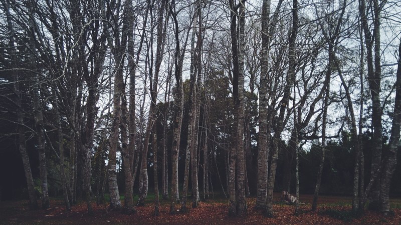 a grove of bare trees with orange leaves littering the ground, trees shedding leaves 4k