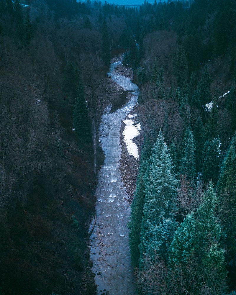 a small river in a coniferous forest in aspen, river in an evergreen forest 4k