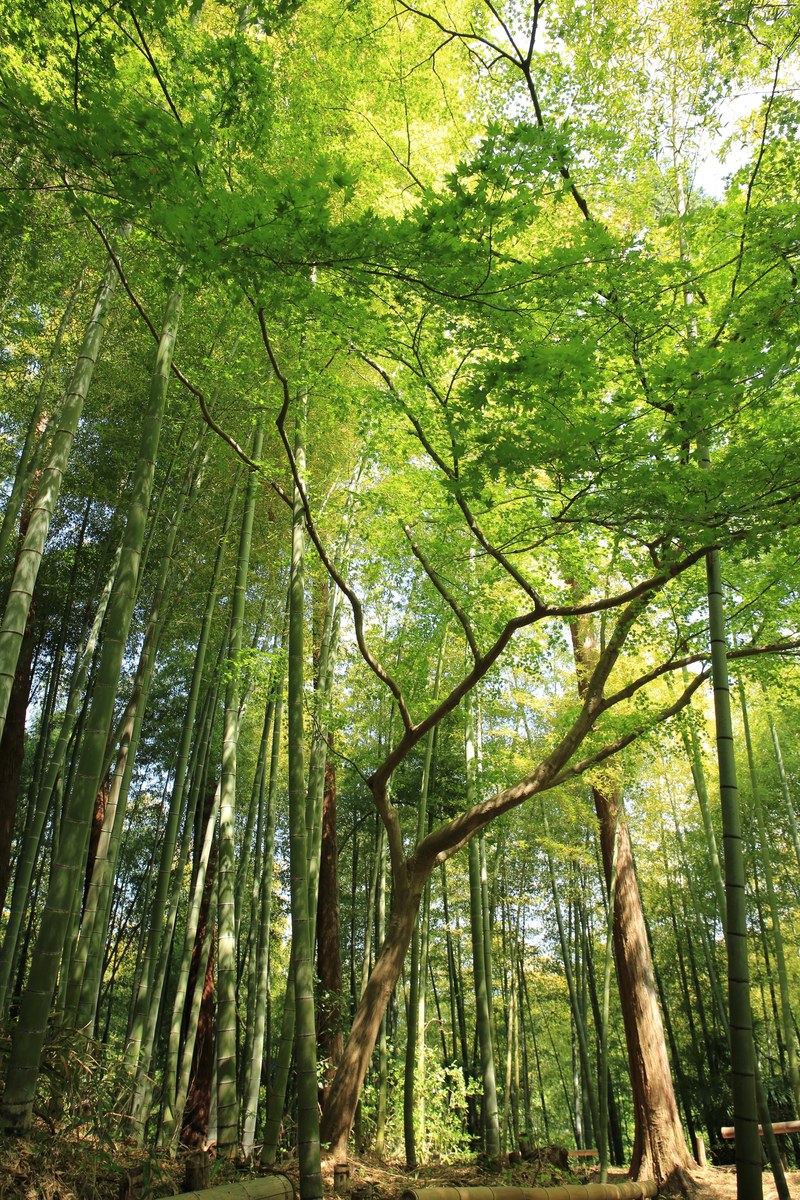 a low angle shot of a green canopy of bamboos and trees, bamboo and tree canopy 4k