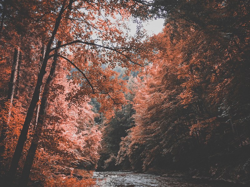 red autumn leaves on trees over a fast flowing stream, stream between red trees 4k