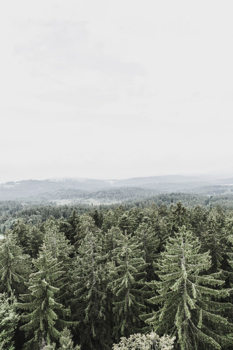 trees in a coniferous forest covered with frost, frosty forest 4k