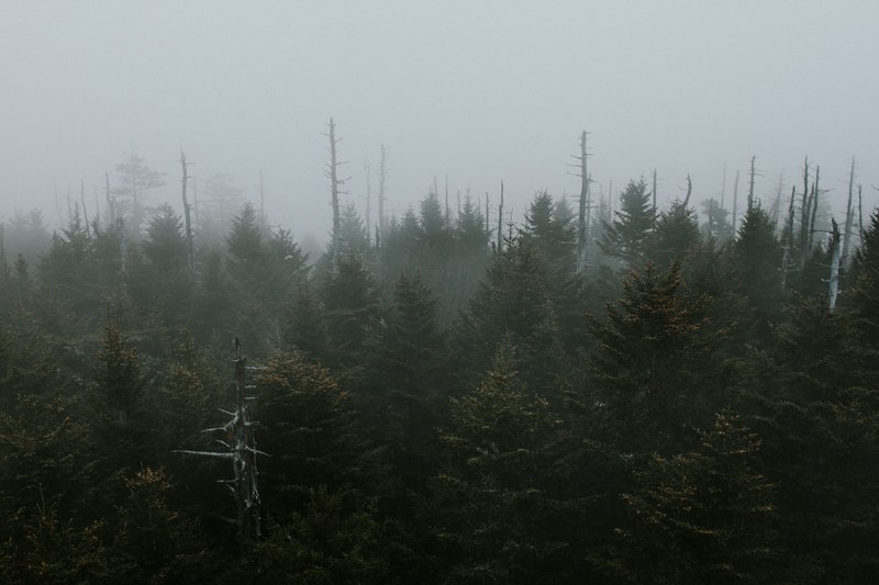several dead trees jutting out from an evergreen forest under a pale sky, pale sky over woods 4k