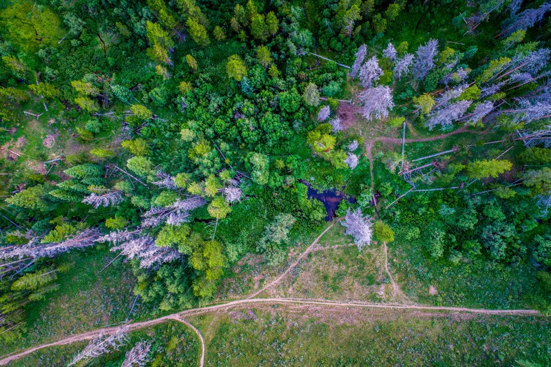 a drone shot of narrow paths near a group of dead gray trees in a lush green forest, small forest paths from above 4k