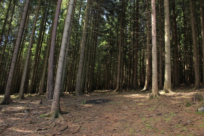 thin tree trunks and ground burnt down by a campfire in a coniferous forest, forest after a campfire 4k
