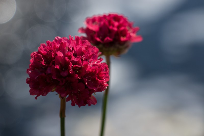 garden plant petal and flower 4k