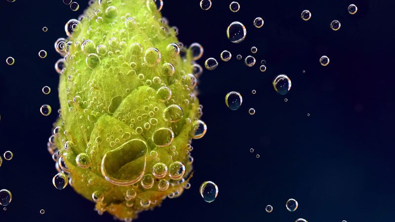 hops, drops, closeup, 4k