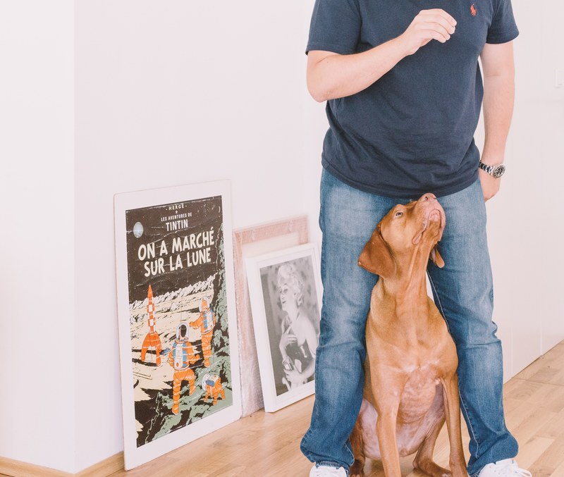 man in jeans and navy t shirt standing in white room with brown dog and artwork, man holds treat over dog 4k