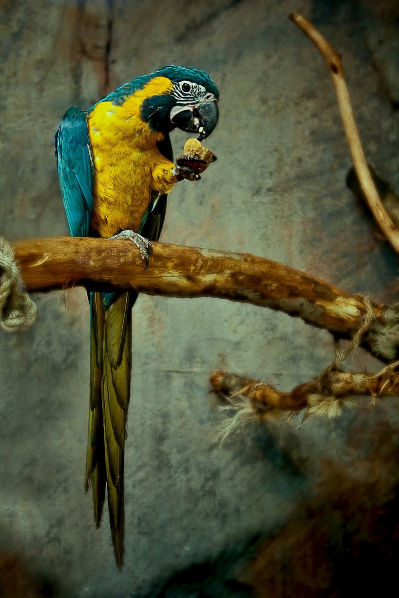 blue and yellow parrot eating from its hand while perched on a branch tied by rope, hungry parrot 4k