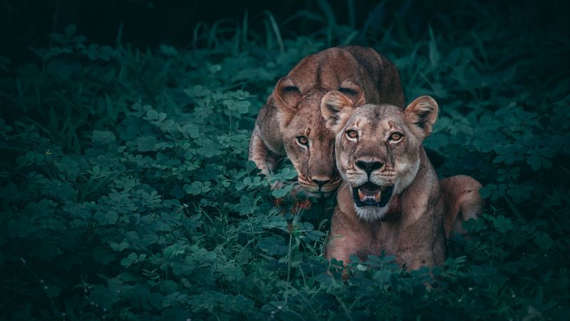 lionesses, predators, grass, 4k