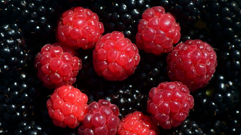 raspberries, blackberries, berries, ripe, 4k