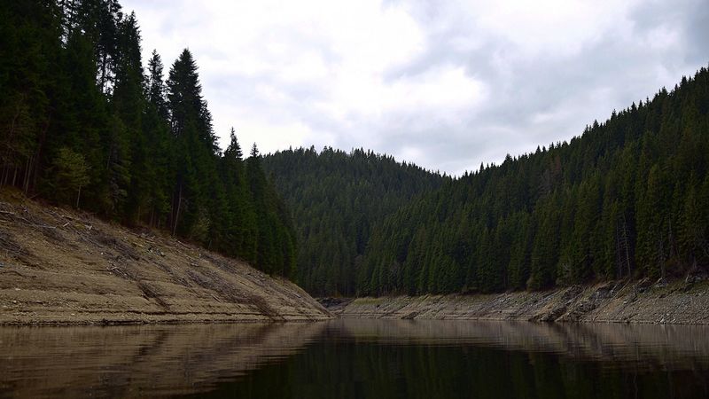 trees, lake, forest, 4k