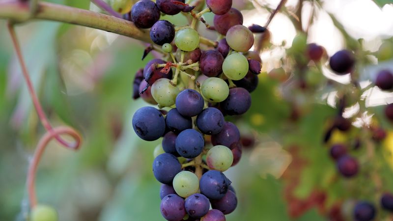 grapes, berries, branch, vine, 4k