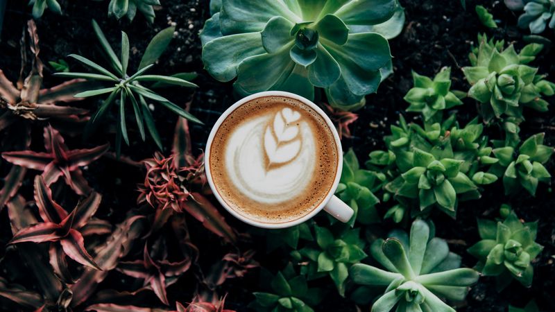 coffee, foam, plants, 4k