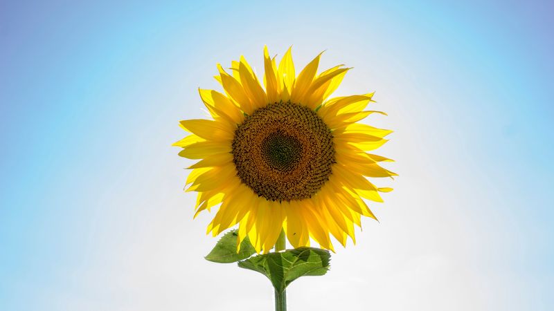 sunflower, flower, petals, seeds, 4k