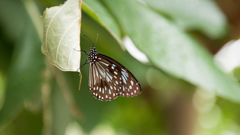 butterfly, insect, leaf, macro, diffuse, 4k