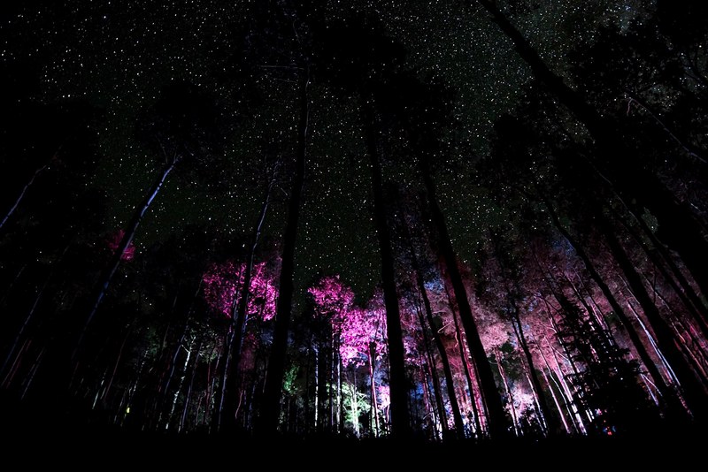 weird in the woods 4k