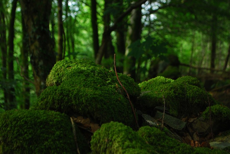 a group of rocks covered by a thick layer of moss in the middle of a forest, rocks under thick moss 4k