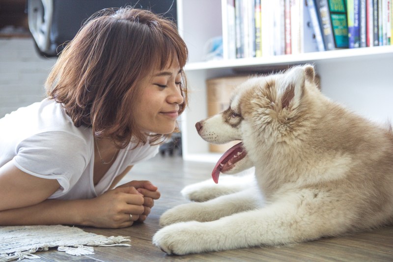 smile animal pet and husky dog 4k