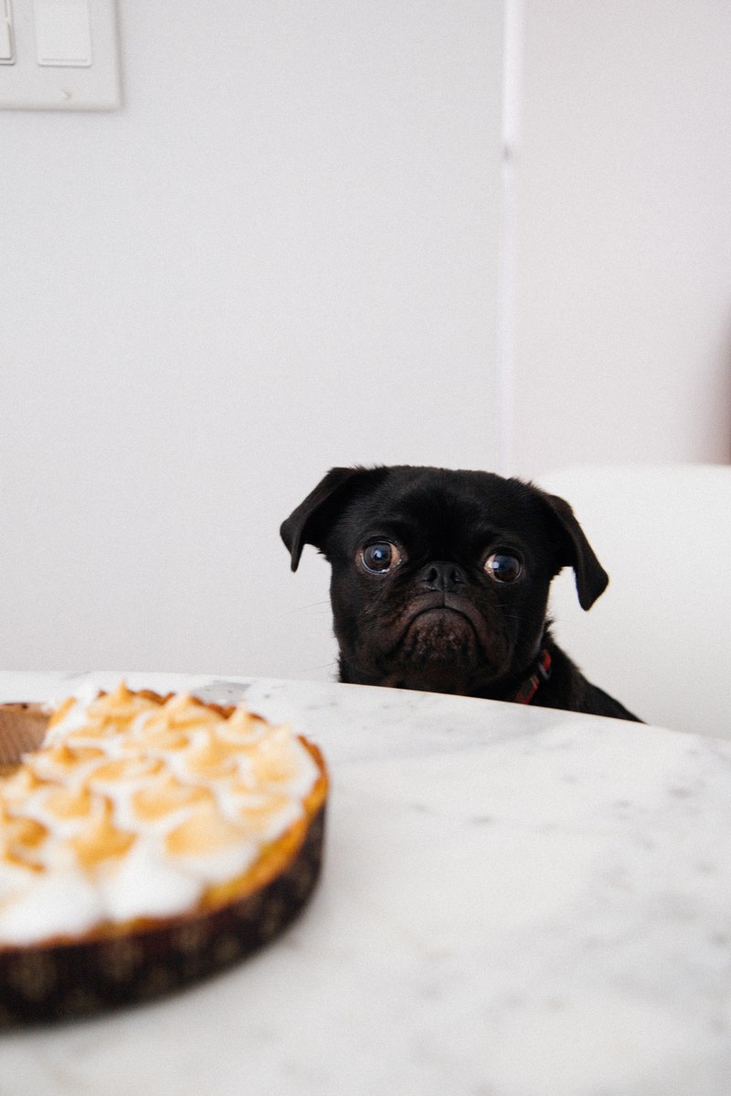 hungry pug 4k