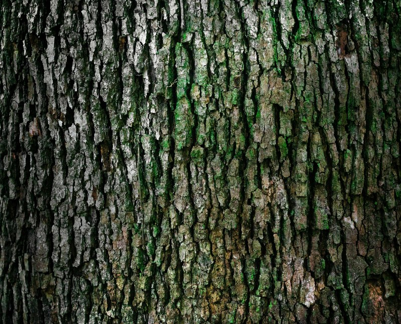 an up close view of green moss growing on the bark of a tree, moss growing on a tree 4k