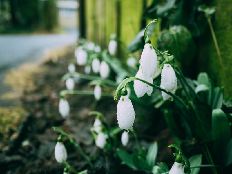 white snowdrop flowers near sidewalk in front of yellow fence in spring, snowdrops after rain 4k