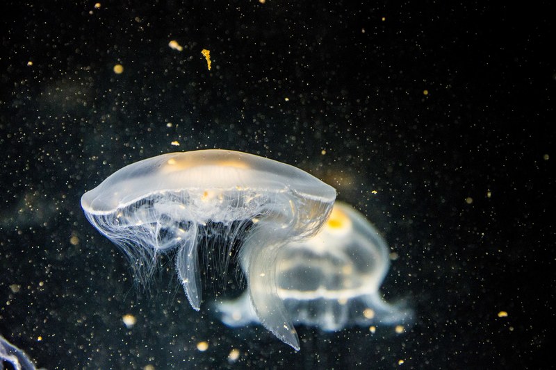two translucent jellyfishes in dark bubbly water, floating jellyfish 4k