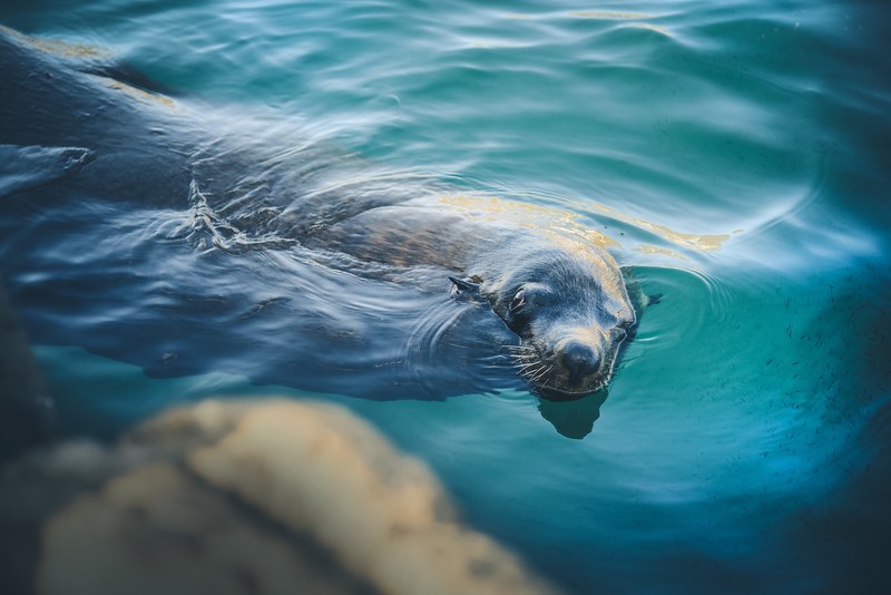 water seal swim and ocean 4k
