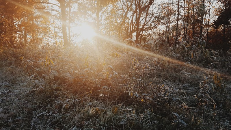 sun shining through a copse of trees on tall grasses covered in frost, sun over frosty grass 4k