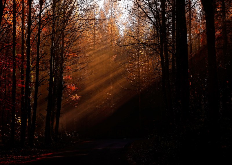 long sunrays in a dark forest in the autumn, sunrays in an autumn forest 4k