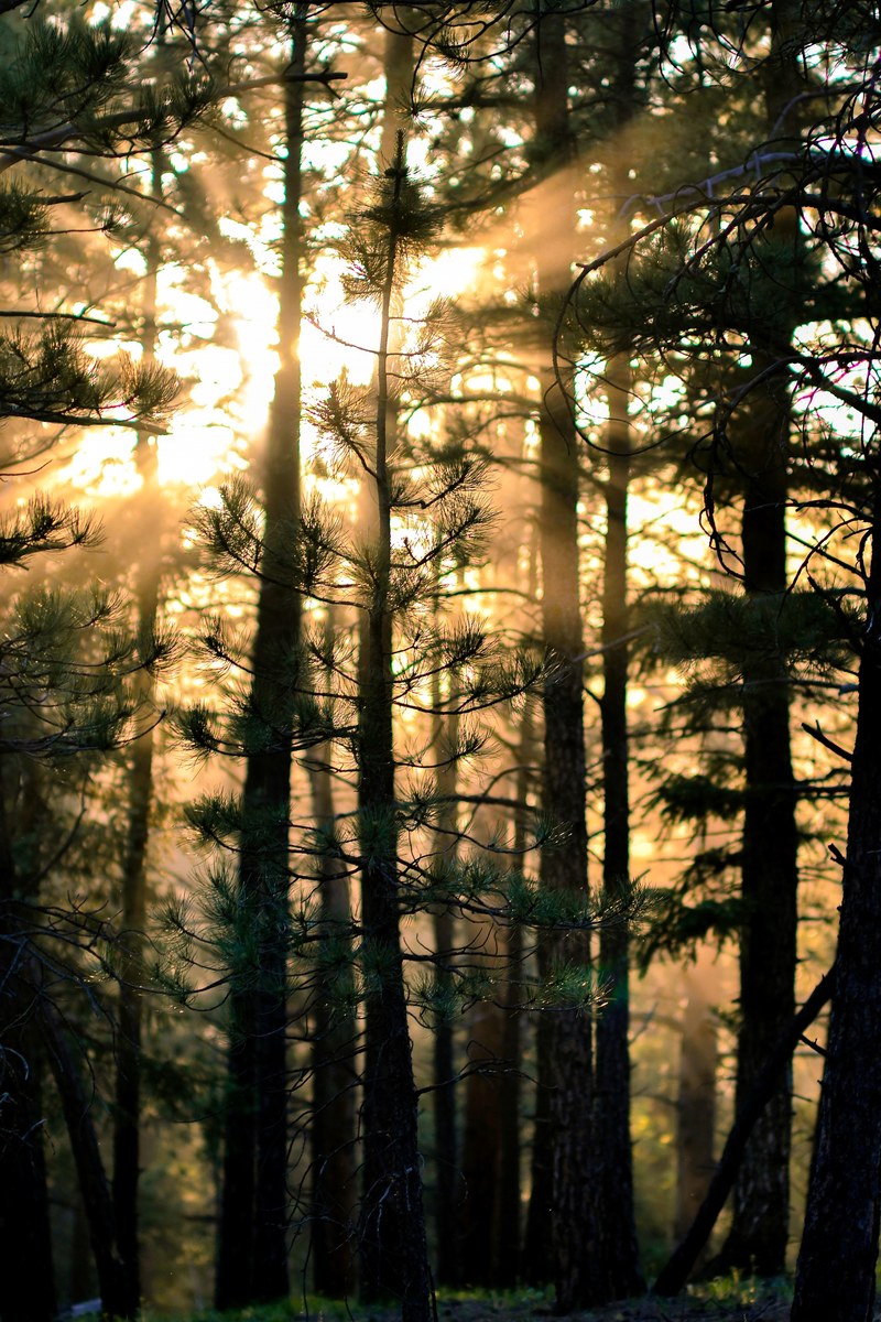 sun forest sunset and evening hd, 4k