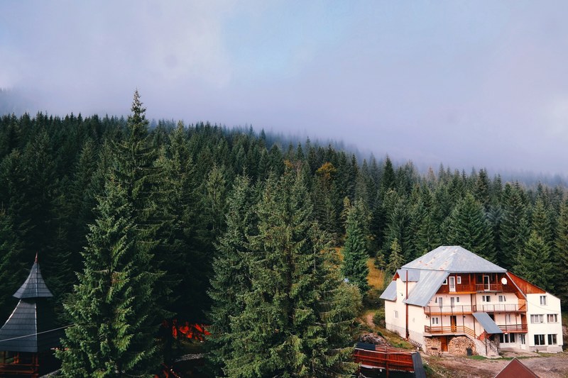 forest house fog and foggy wood 4k