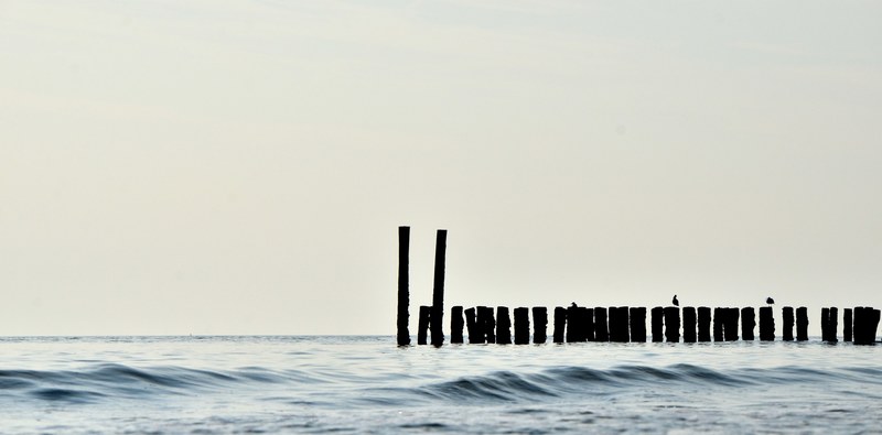 seagulls on old pier poles in the ocean at zoutelande, old pier poles 4k