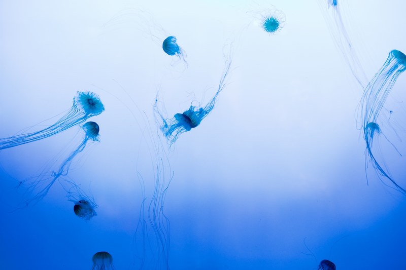 jellyfish blue aquatic and underwater 4k