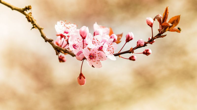 flower, bud, bloom, spring, 4k