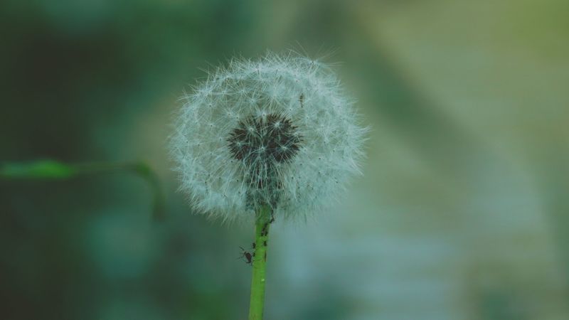 dandelion, flower, fluff, 4k