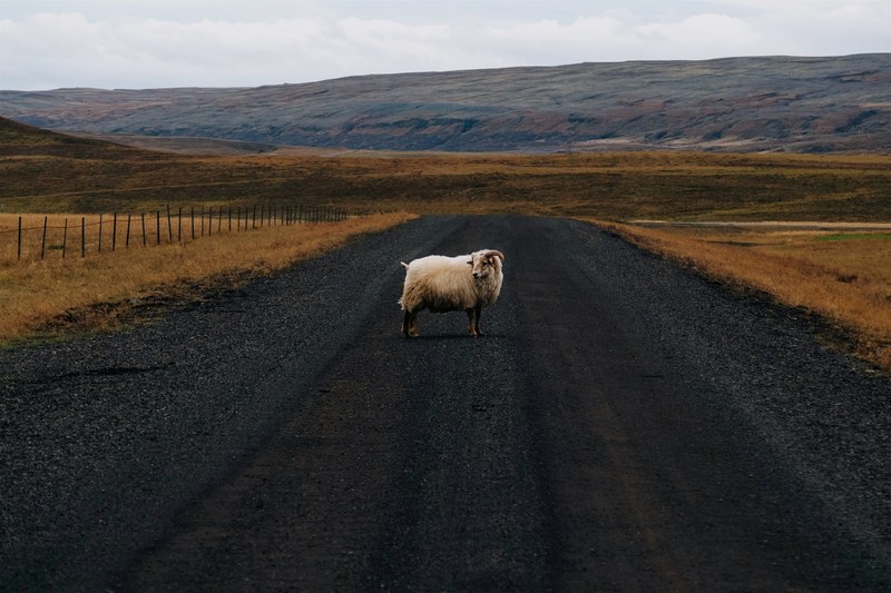 sheep ram road and dirt track 4k