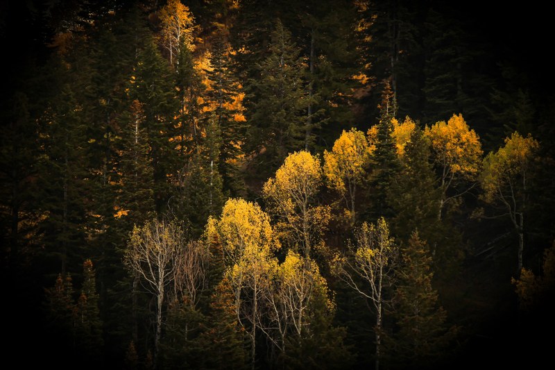 tree autumn forest and mixed forest 4k