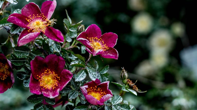 flowers, bush, moisture, 4k