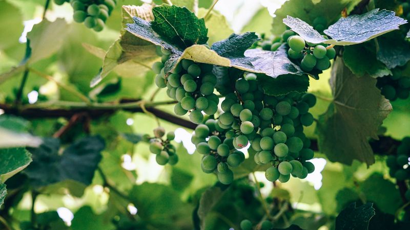 grapes, berries, vine, branch, 4k