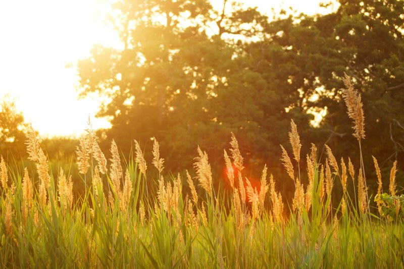 sun bathed meadow during the sunset on a nice summer day, meadow on summer day 4k