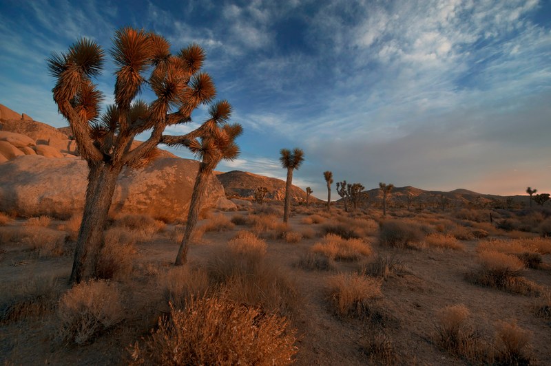 a mix of tumbleweed and cacti in joshua trees during sunset, sunset in joshua tree 4k