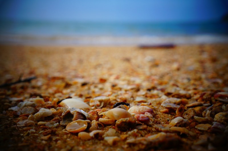 empty shells in focus on the beach, empty shells on the beach 4k