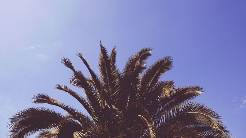 palm, tree, leaves, 4k