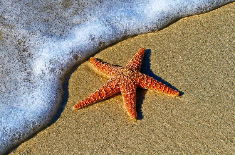 starfish on a sand beach by the ocean foam at key west, starfish on a sand beach 4k