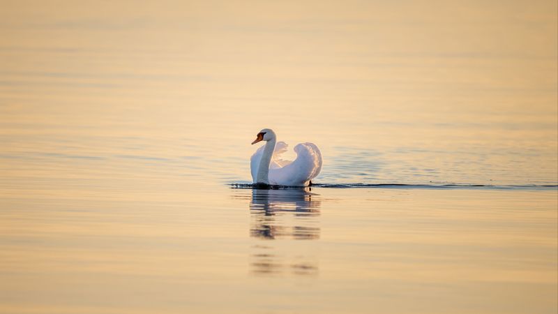 swan, bird, water, water surface, 4k
